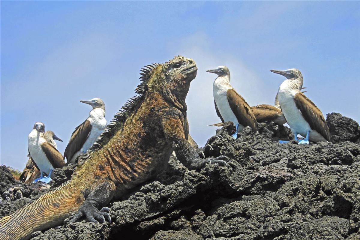 Meerechse und junge Blaufußtölpel auf Galápagos