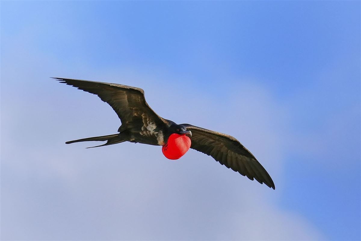 Fregattvogel im Landeanflug auf Galápagos