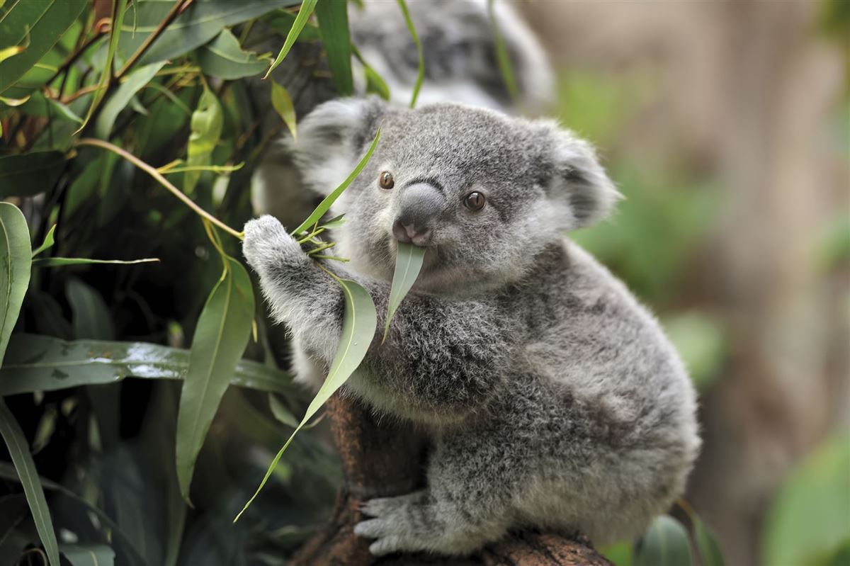 Junger Koala