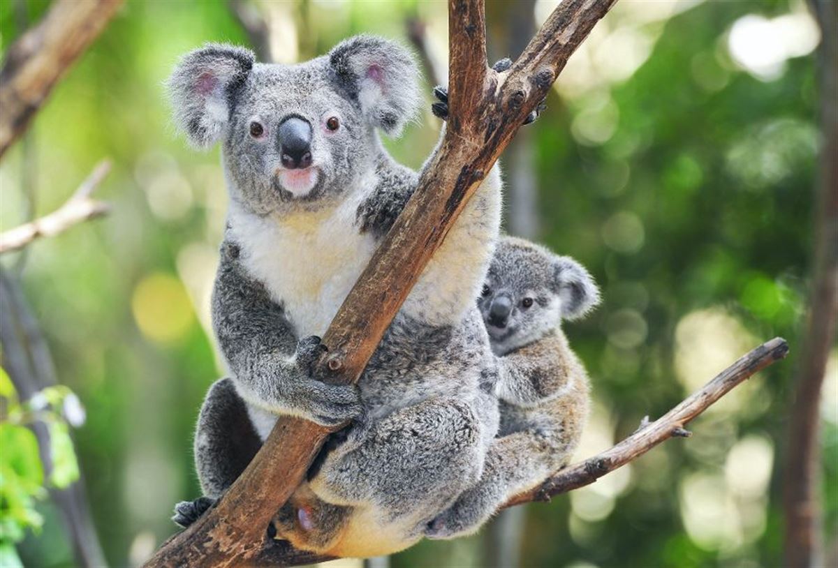Australischer Koala mit Jungtier