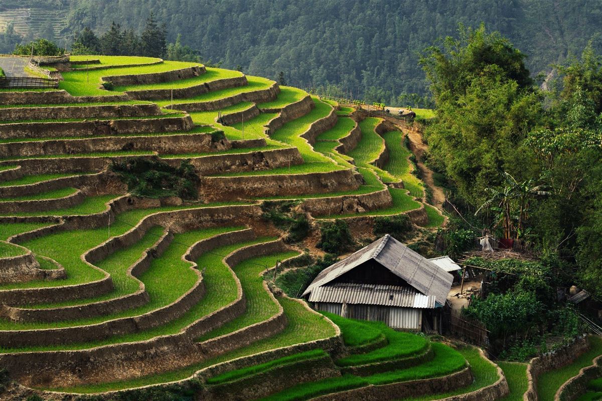 Reisterrassen von Sapa