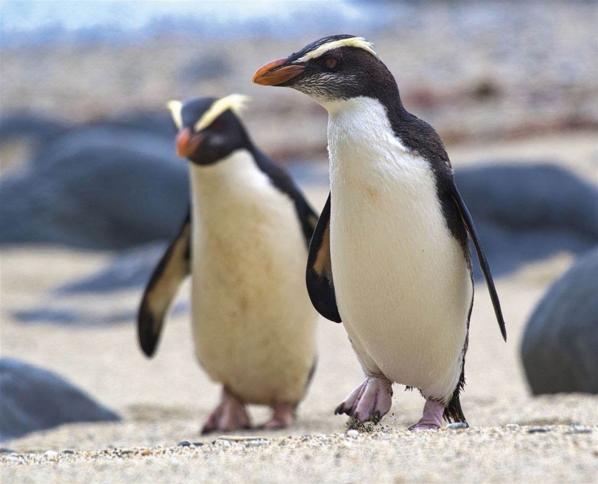 Pinguin-Beobachtung auf der Südinsel
