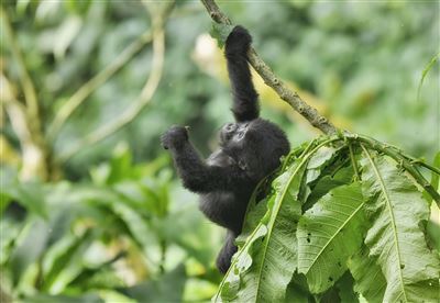 Stippvisite Uganda – Rundreise