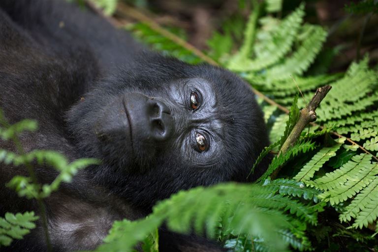 Uganda Entdecken – Rundreise
