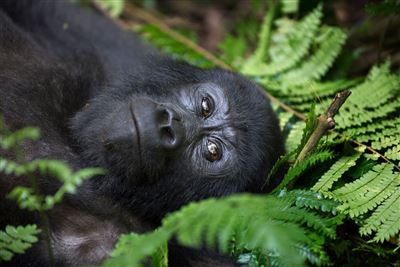 Uganda Entdecken – Rundreise