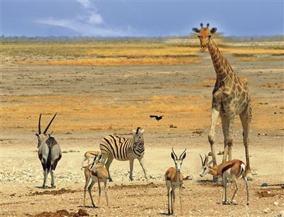 Quer durch das südliche Afrika – Rundreise