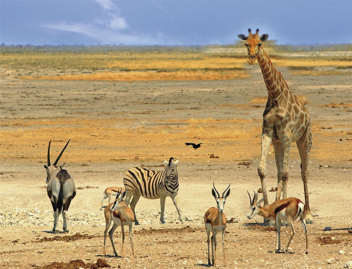 Artenvielfalt im Etosha Nationalpark