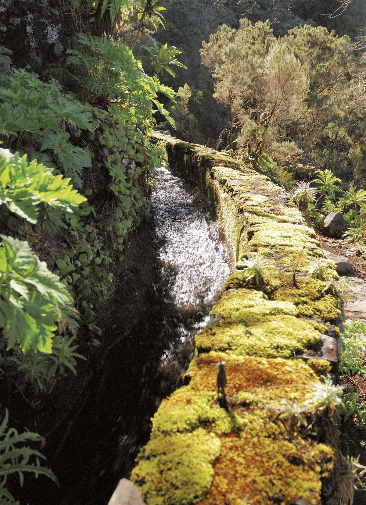 Madeira, üppige Vegetation entlang einer Levada