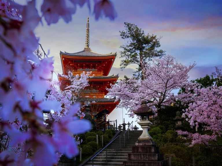 Kirschblüte © by Studiosus Reisen