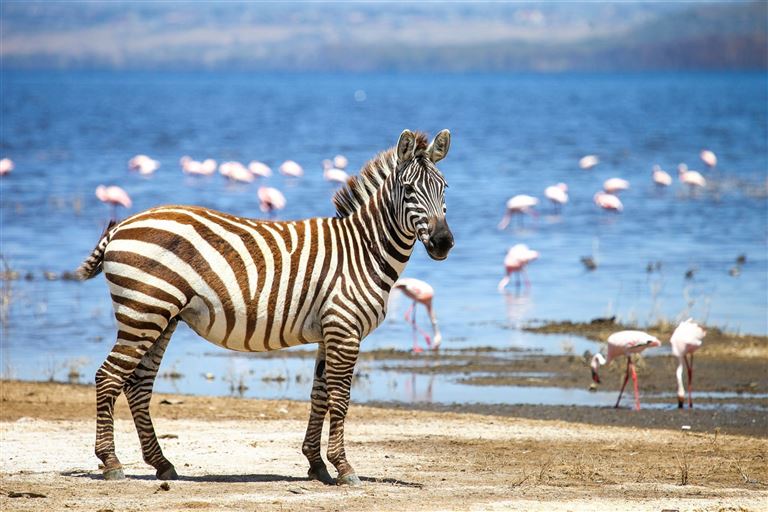 Die große Kenia Safari – Rundreise