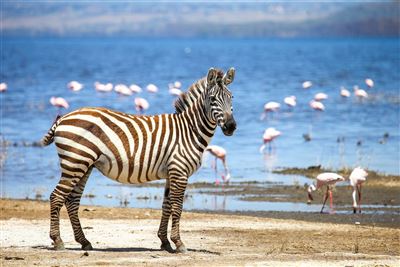 Die große Kenia Safari – Rundreise