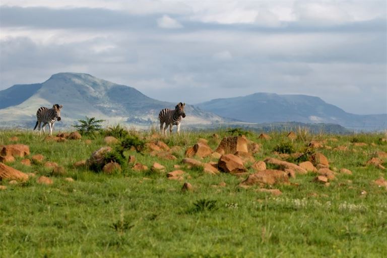 Rovos Rail - von Pretoria bis Durban – Rundreise