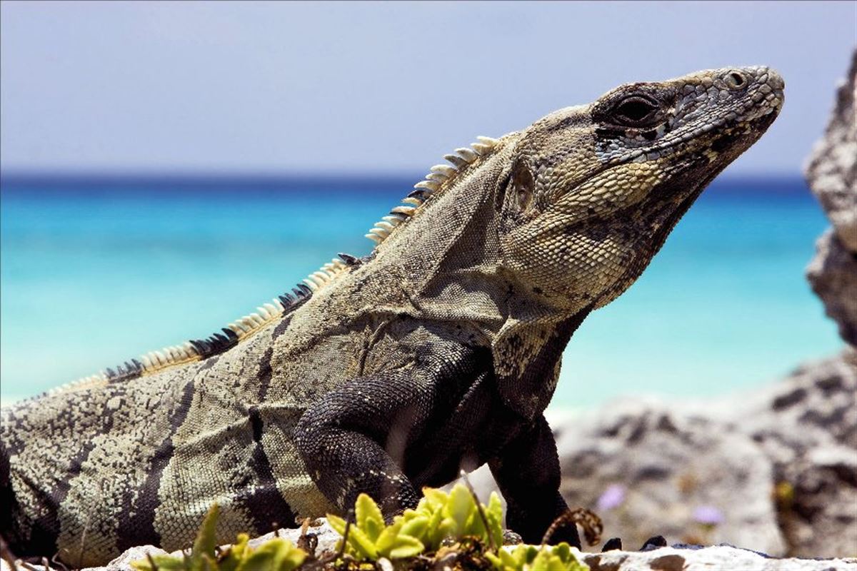 Begegnung in Tulum