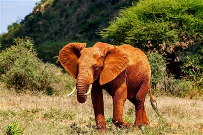 Abenteuer Kenia – Rundreise