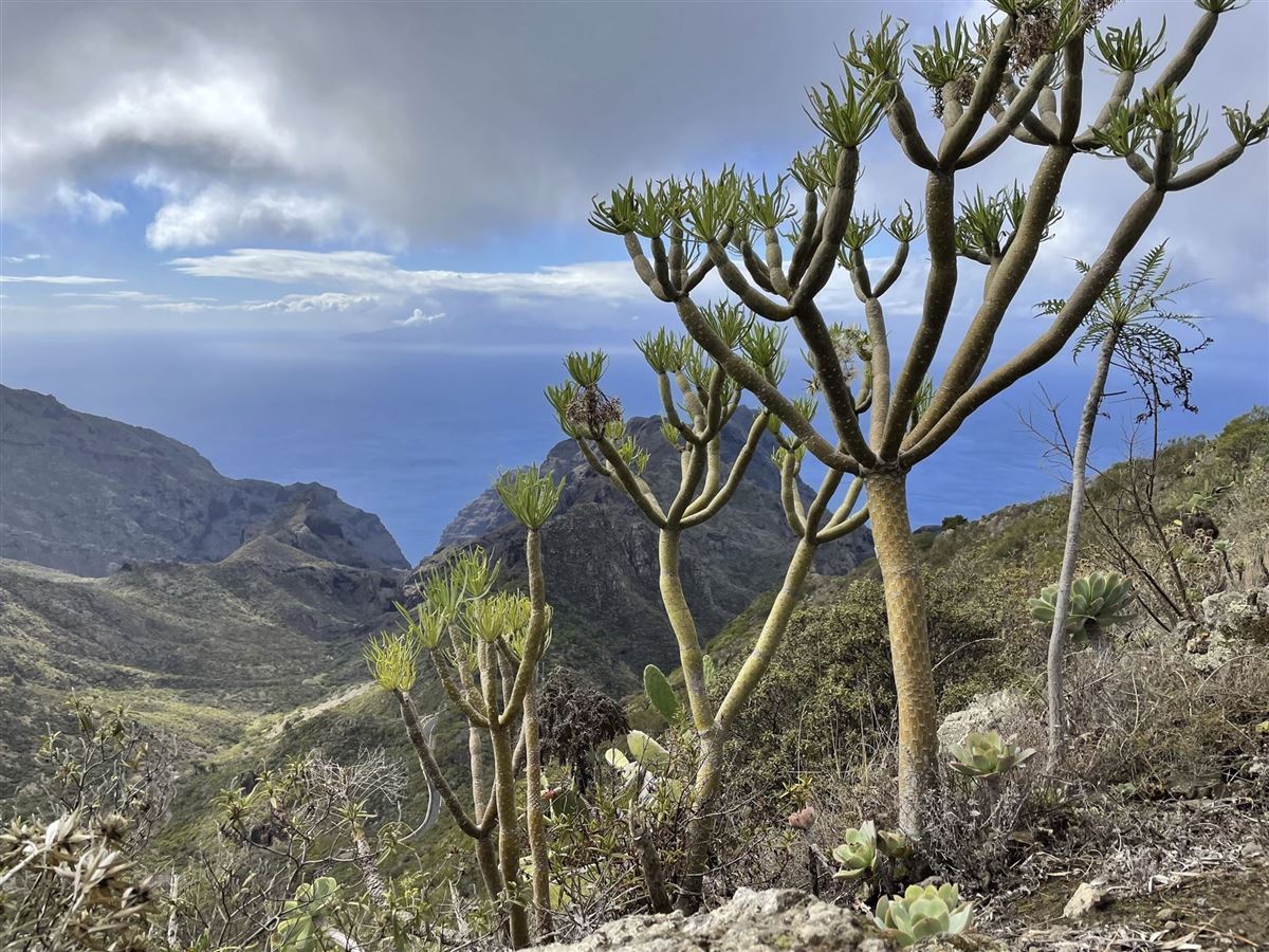 Teno-Gebirge, Teneriffa