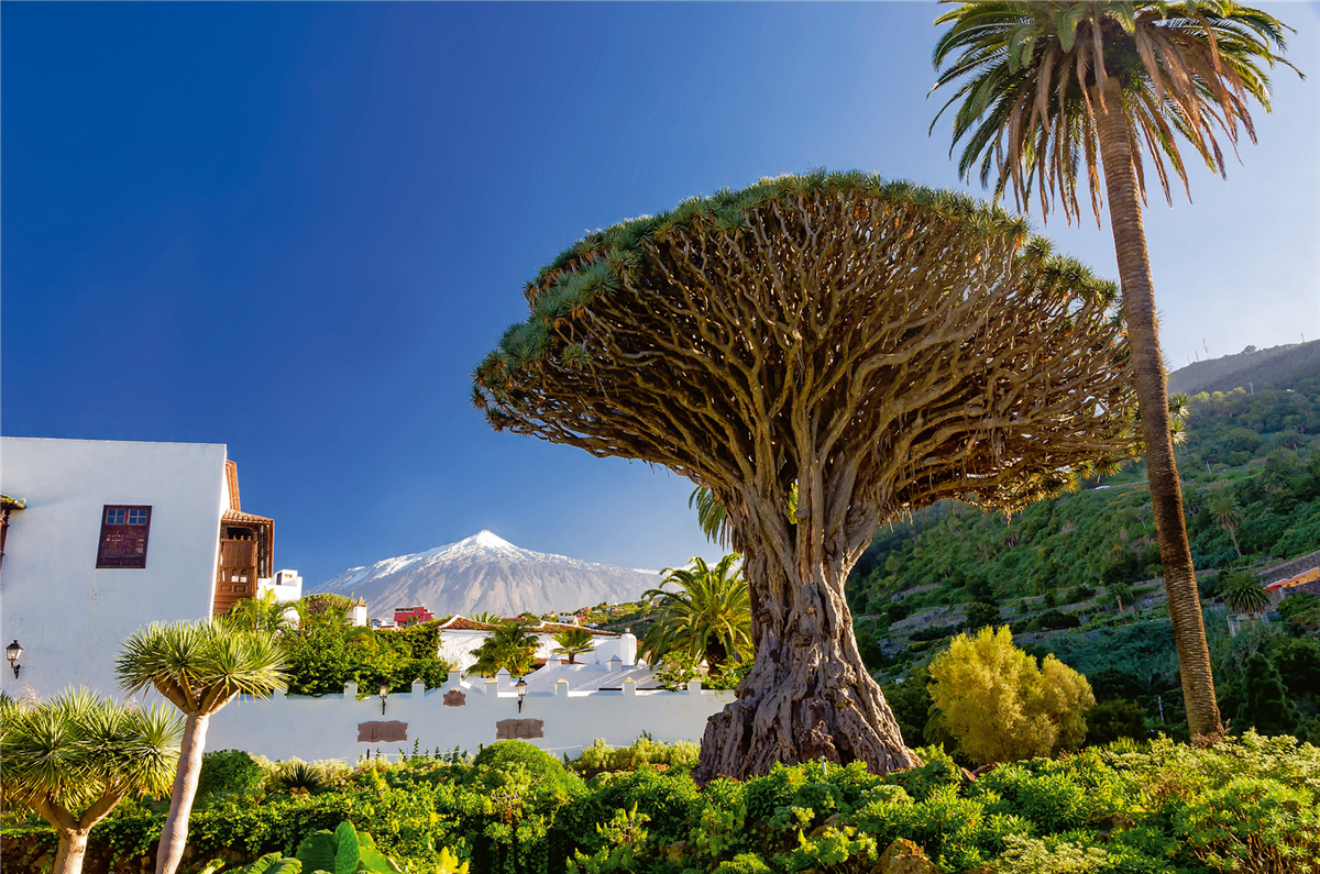 Drachenbaum und Pico del Teide auf Teneriffa