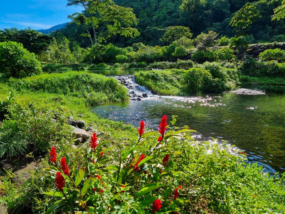 Panama, Boquete, Ingwerblüten am Ufer eines Sees mit Wasserfall