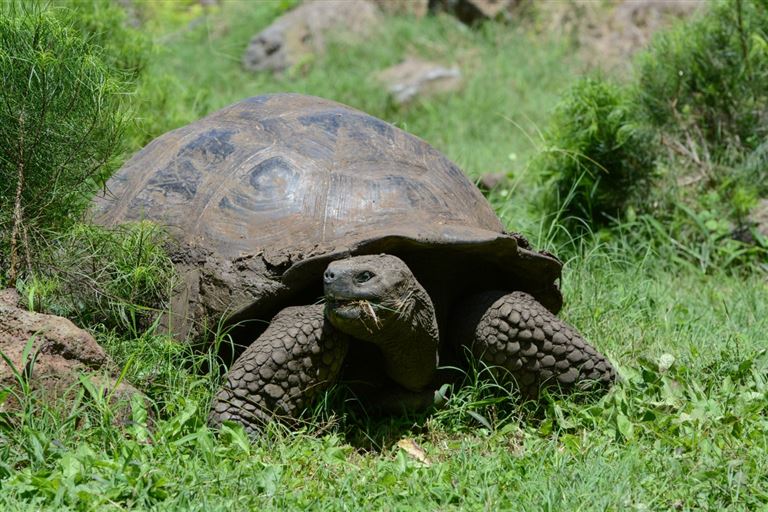 Ecuador – Galapagos in der Mini-Gruppe – Rundreise