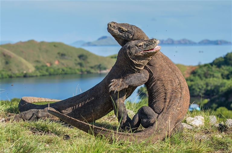 Höhepunkte Java, Komodo & Bali  ©Uryadnikov Sergey /adobestock