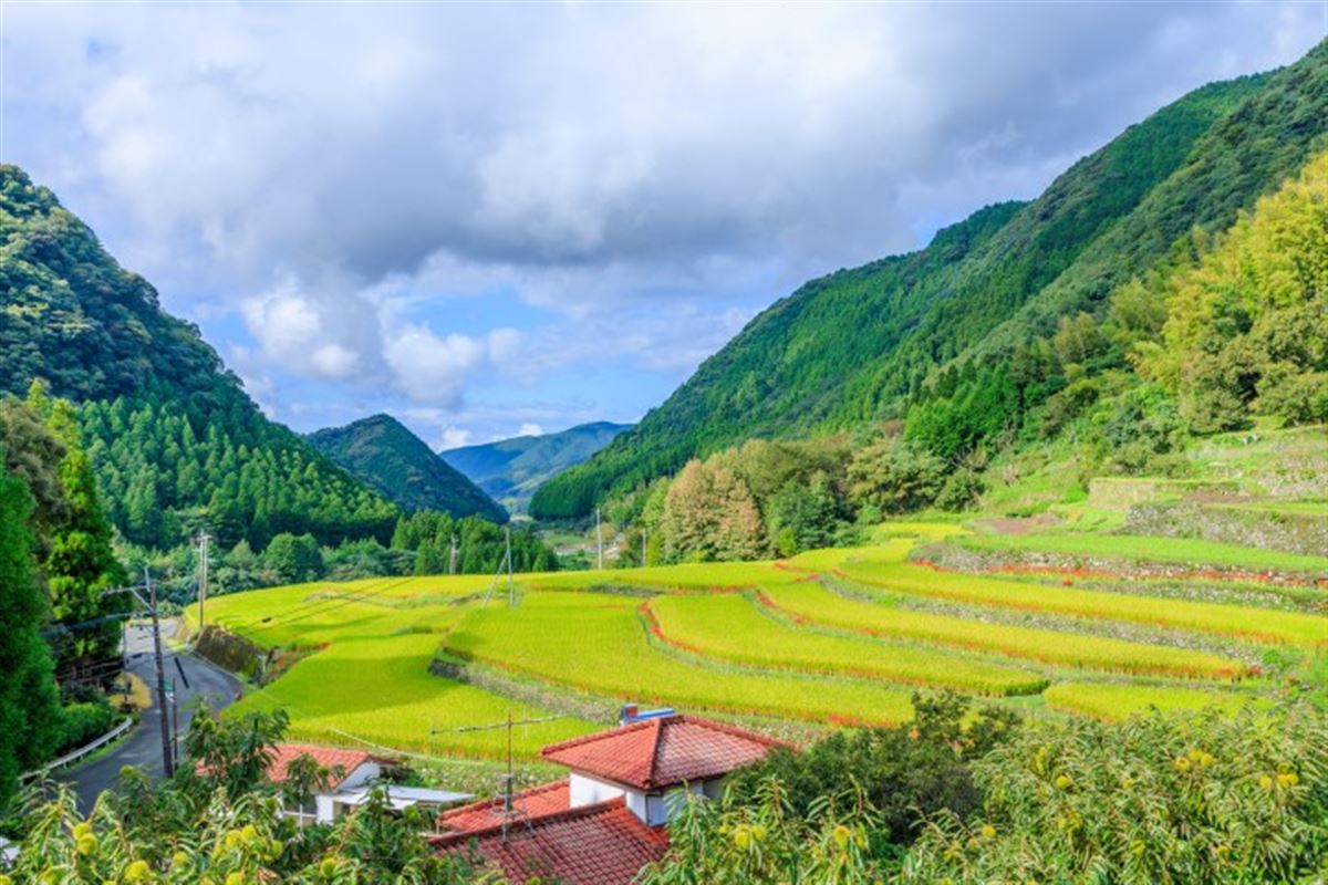 Bansho-Reisterrassen und rote Spinnenlilien. Präfektur Kumamoto, Stadt Yamaga.