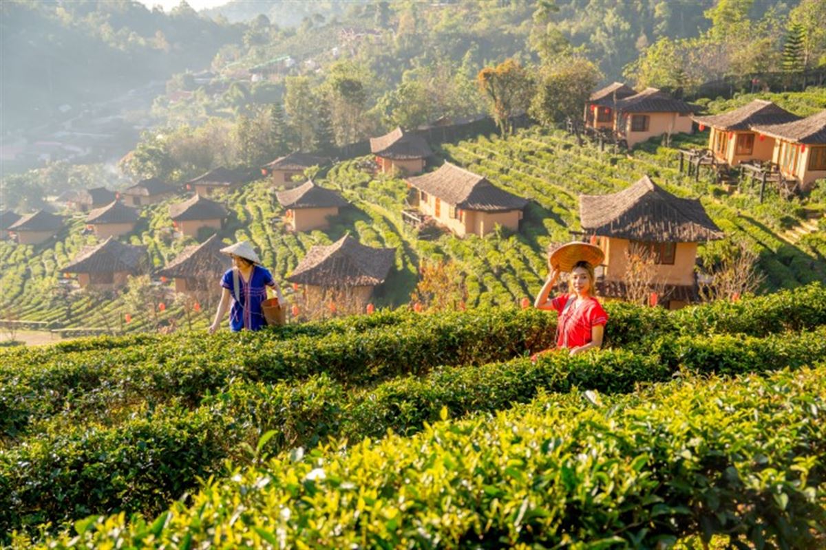 Yunnan Teepflueckerin