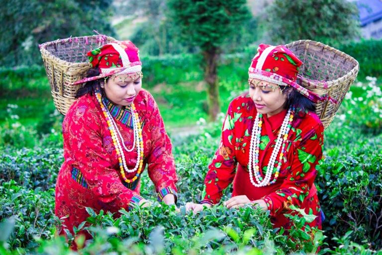 Tea Time in Assam, Darjeeling und Sikkim ©prasaddas89 /adobestock