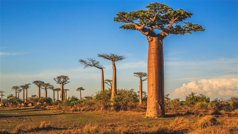 Im Land der Baobabs und Lemuren © by Berge & Meer Touristik GmbH