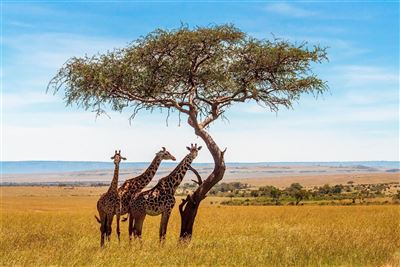 Safari, Strand & unvergessliche Erlebnisse – Rundreise
