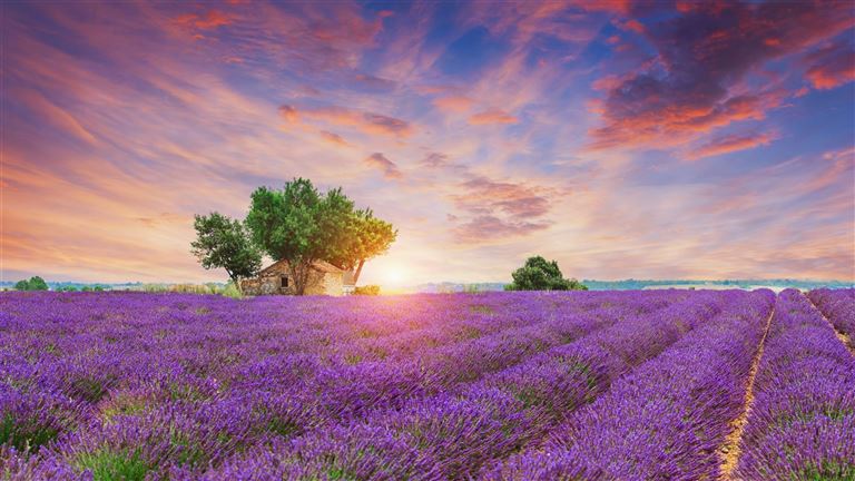 Provence - zwischen Tradition und Moderne – Rundreise
