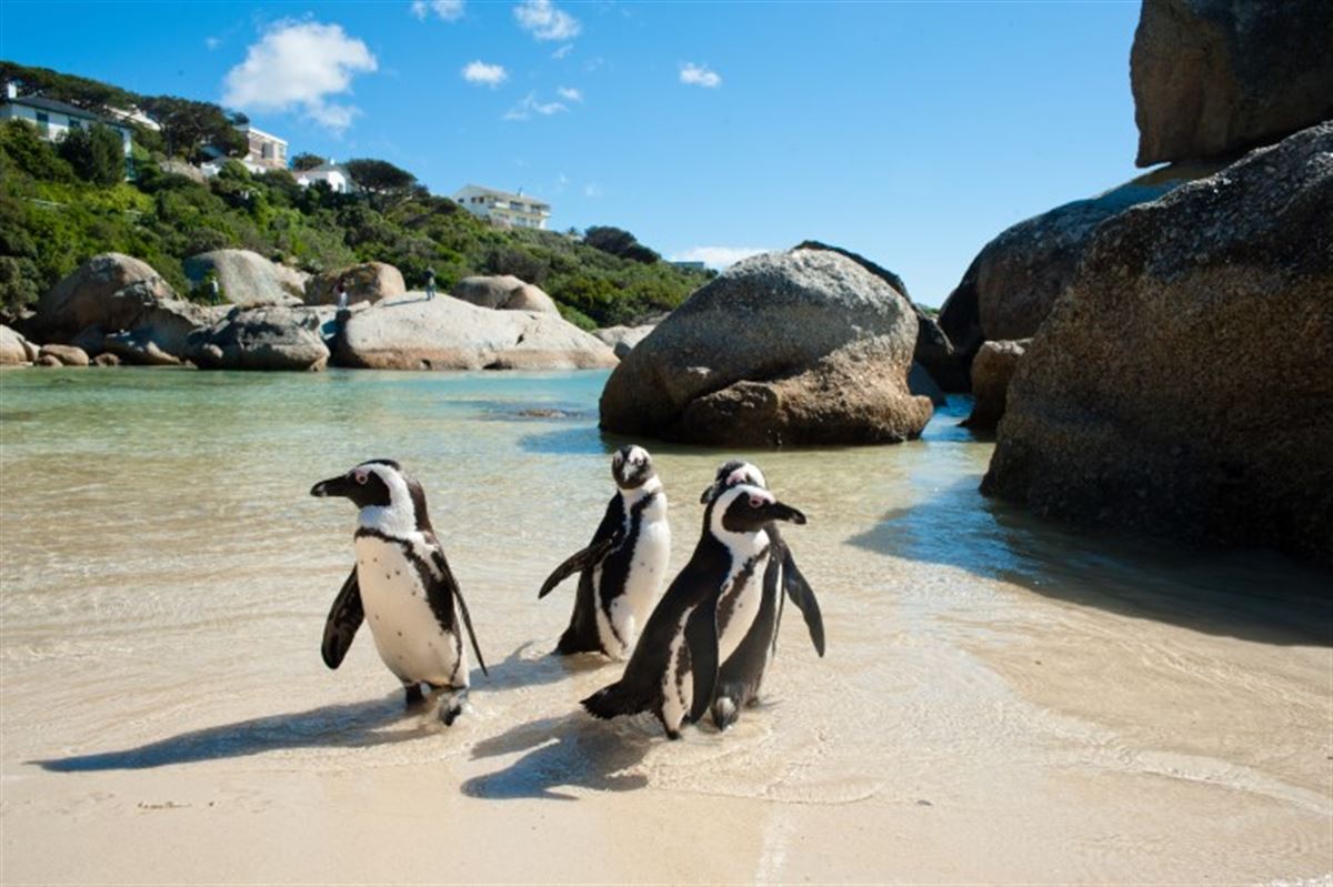 Pinguine am Boulders Beach