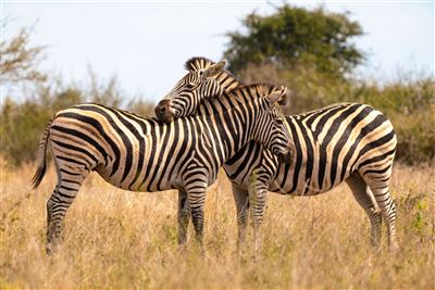 Mpumalanga - Im Reich der wilden Tiere – Rundreise
