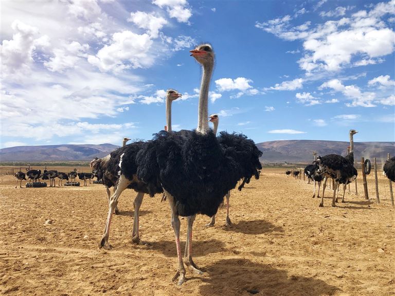 Go4South Africa - Erlebnis für die ganze Familie ©wilpunt/istock