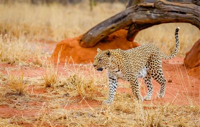 Namibia Classic  – Rundreise