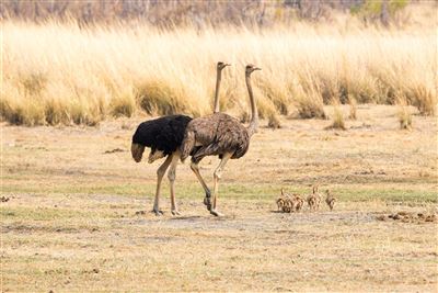 Erlebnis Nationalparks - Etosha bis Victoria Falls – Rundreise