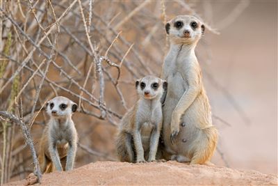 Zuhause in Namibia – Rundreise