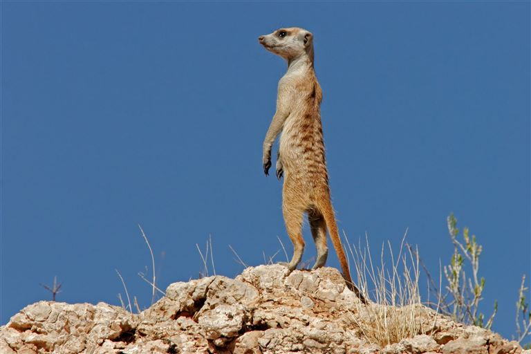 Zuhause in Namibia – Rundreise