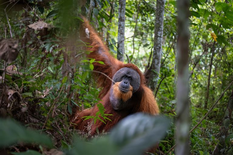 Schätze Indonesiens  – Rundreise