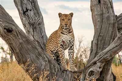 Namibia & Botswana auf eigene Faust – Rundreise