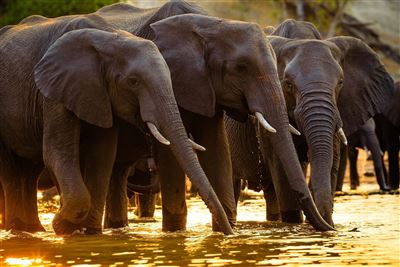 Drifters - Botswana Explorer  – Rundreise