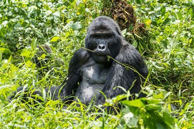 Drifters - Uganda Explorer – Rundreise