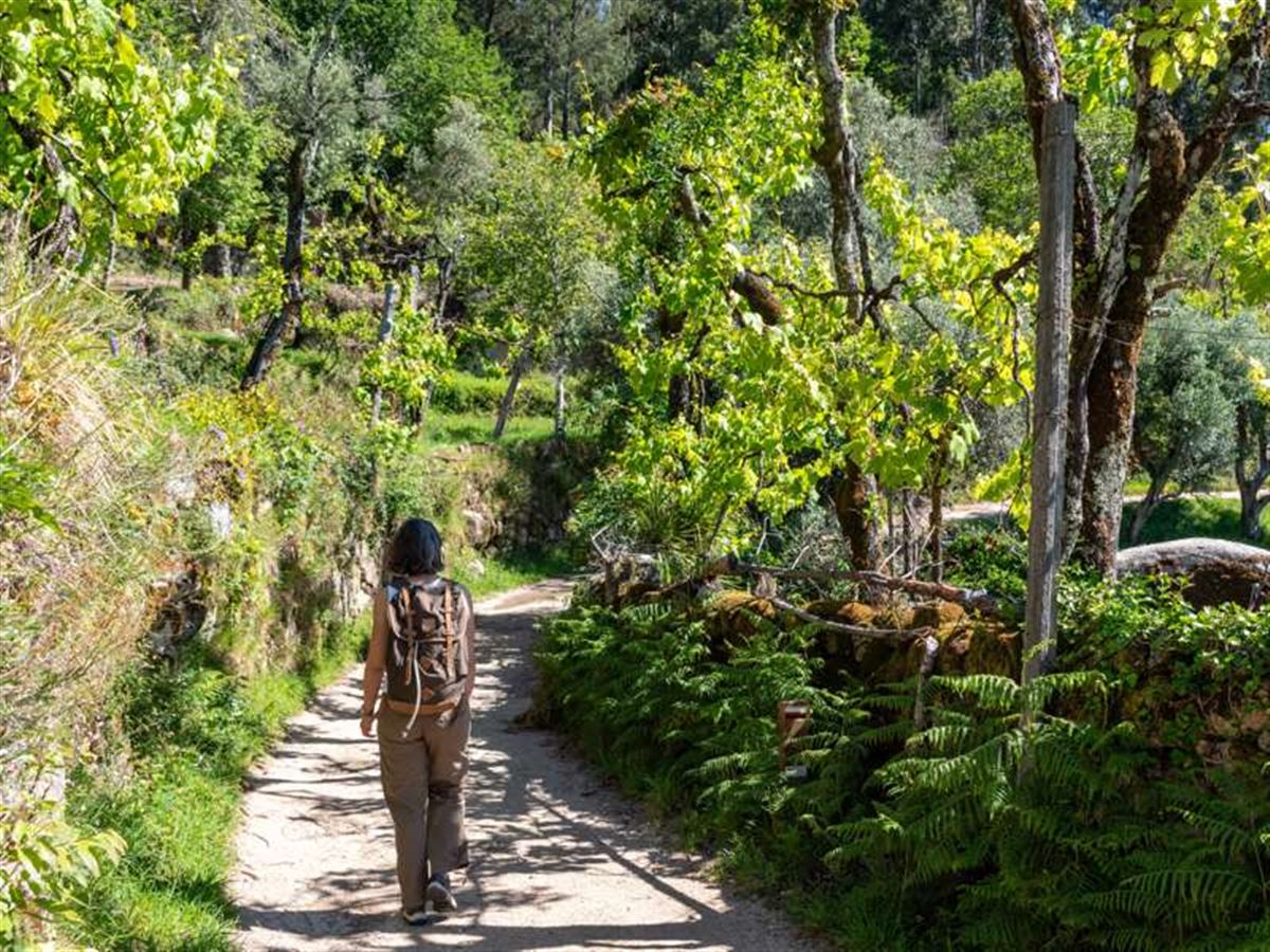 eine-frau-wandert-allein-auf-einer-gasse-im-dorf-ermida,-ueberwuchert-von-weinreben,-nationalpark-peneda-geres-in-portugal.jpg