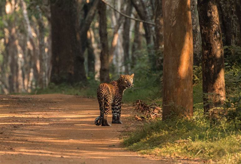 Sri Lanka natürliche Schätze  – Rundreise