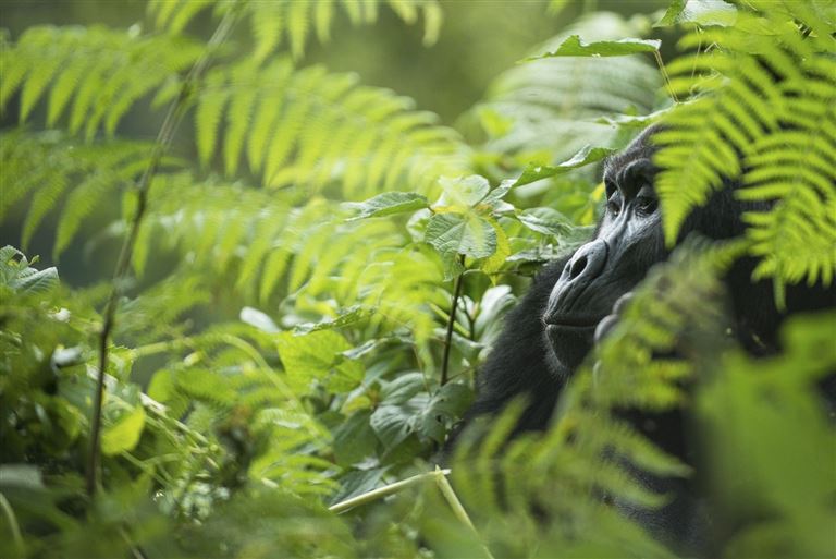 In die Welt der Primaten eintauchen © by DIAMIR Erlebnisreisen GmbH