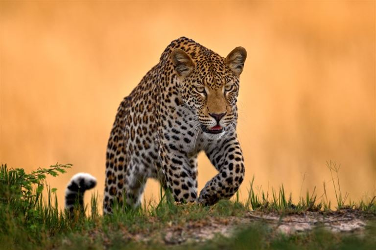 Namibia, Botswana & Simbabwe in der Mini-Gruppe  ©ondrejprosicky /adobestock