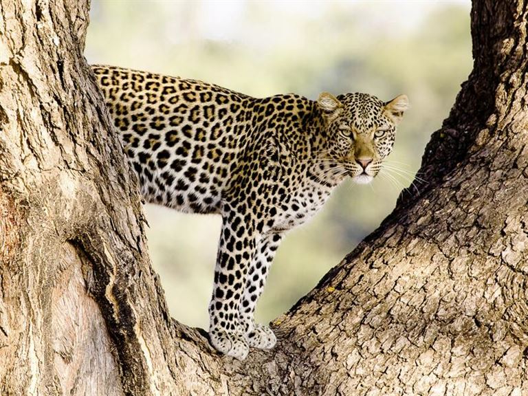 Safari im Herzen Afrikas © by Studiosus Reisen