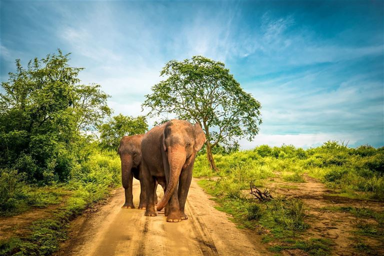 Der Zauber Sri Lankas – Rundreise