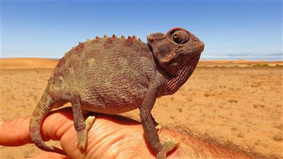 Die Höhepunkte Namibias – Rundreise