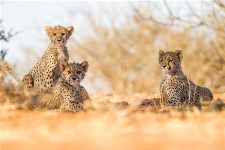 Wunderwelt Südafrika – Rundreise