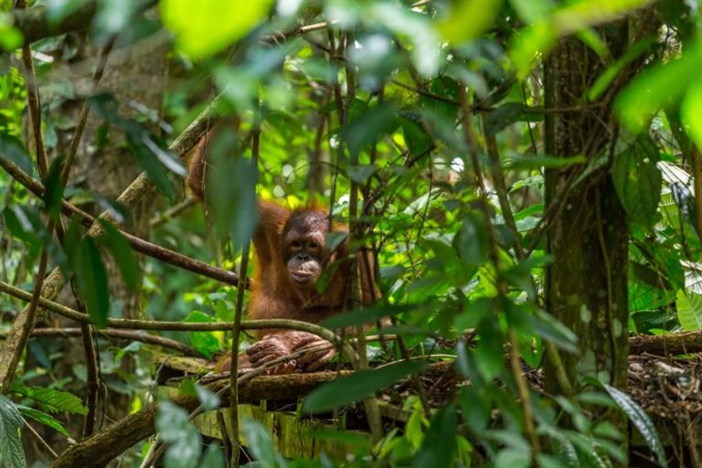 Naturparadies Borneo © Pavel /adobestock