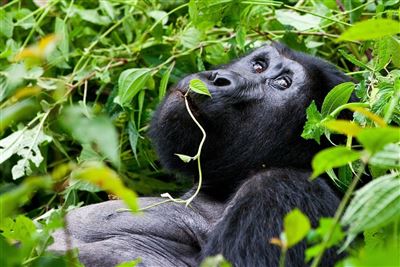 Reise ins Naturerlebnis Uganda – Rundreise